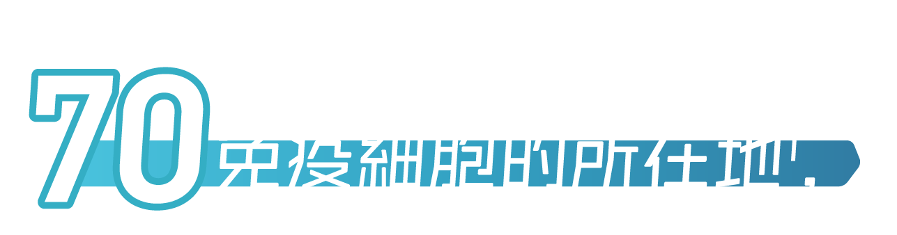 NUTREN OPTIMUM 佳膳益生重點資訊圖片：70%免疫細胞位於腸道，配合腸道健康及免疫力主題